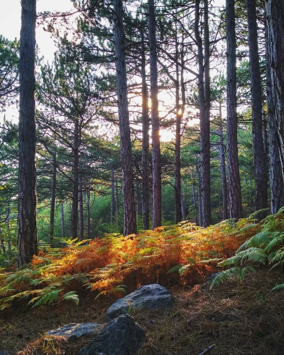 Хвойный лес Крыма