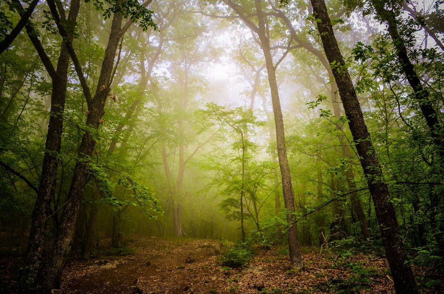 Лиственные леса Крыма