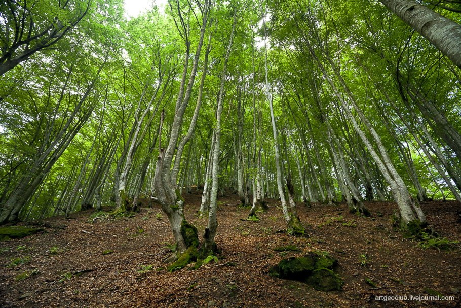 Буково-грабовые леса Крыма