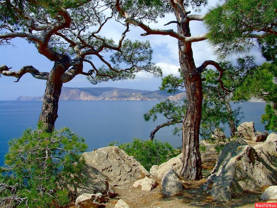 Крым солнце море горы сосна мыс Айя