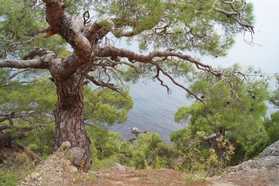 Вечнозелёные деревья Крыма