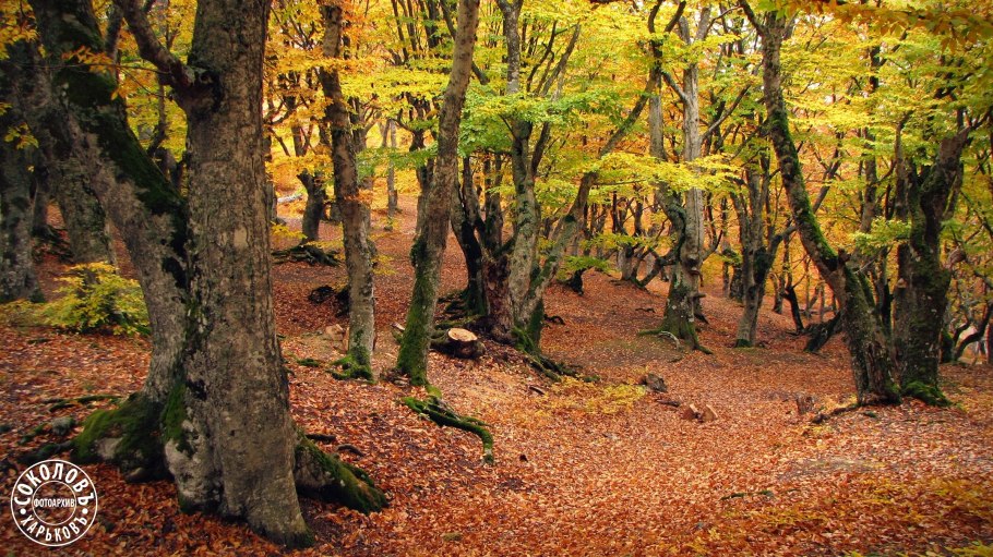 Дубово-буковые леса Норвегии