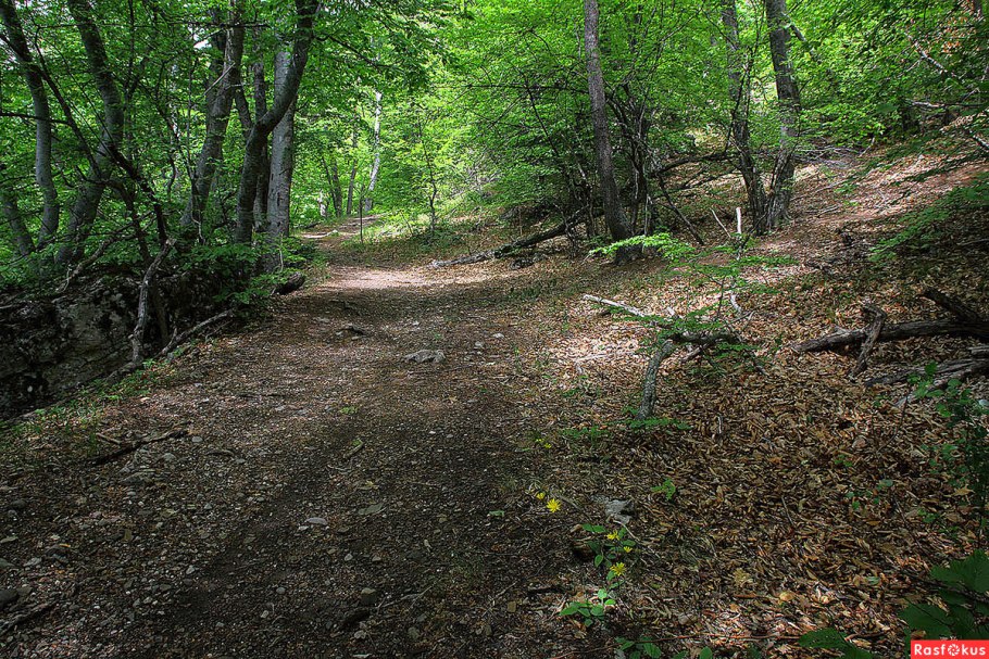 Крымский лес Крымский район