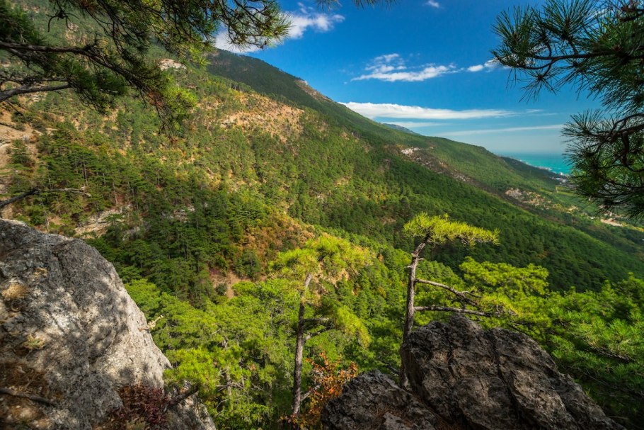 Крым Старокрымский лес площадь
