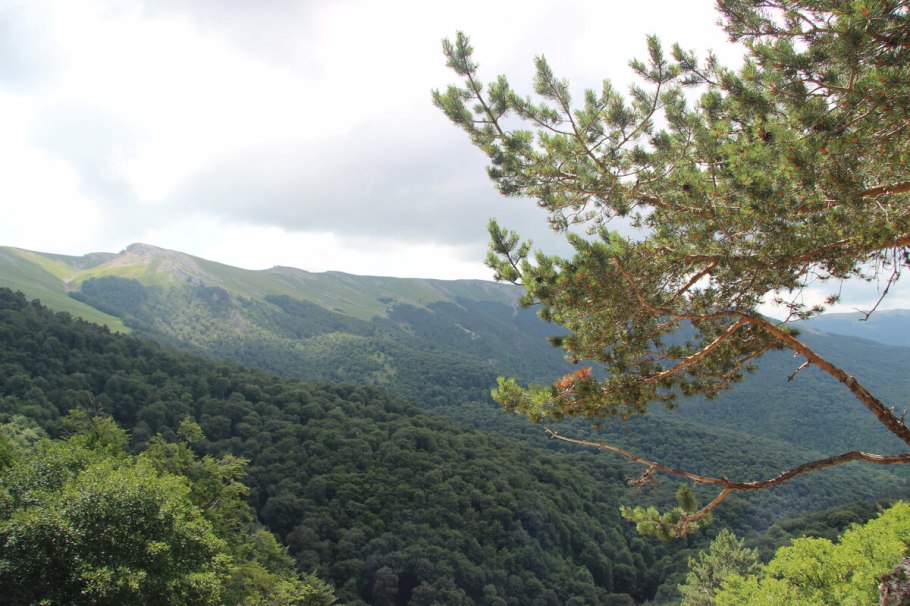 Кесслеровский лес в Крыму