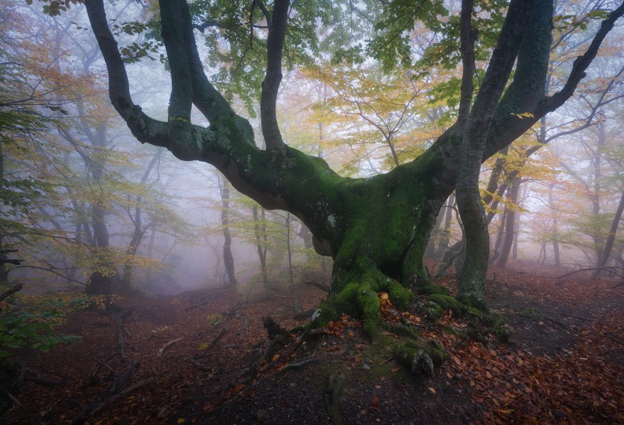 Буковый лес на Демерджи