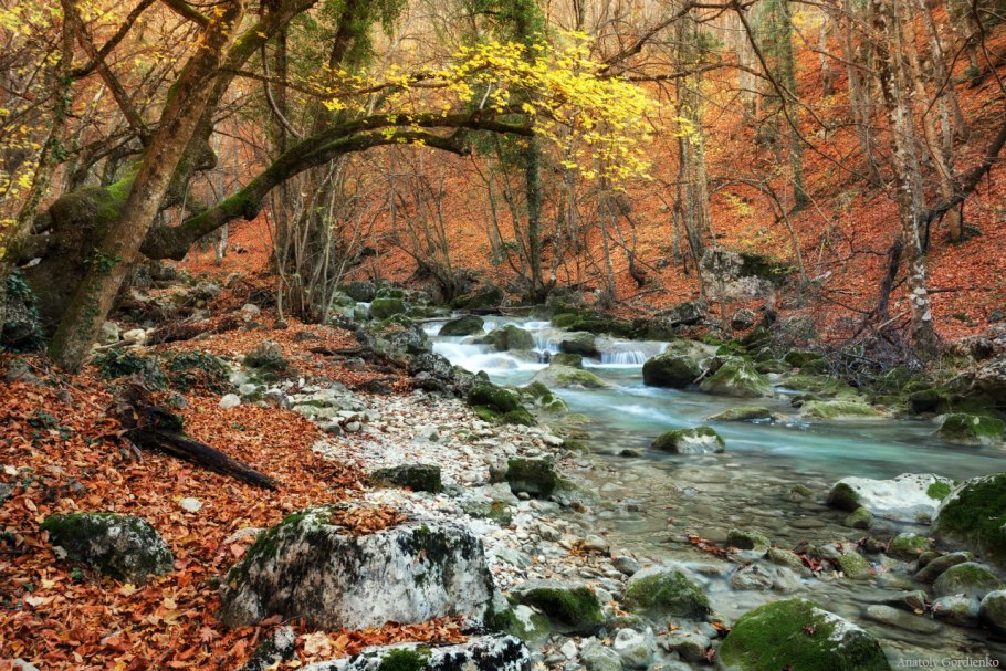 Растительный мир горного Крыма