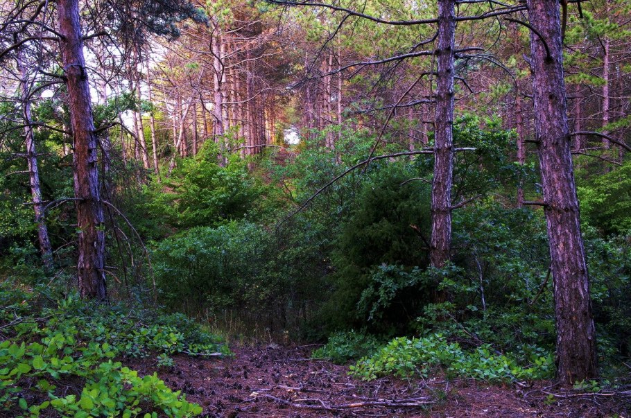 Красивые леса в Крыму