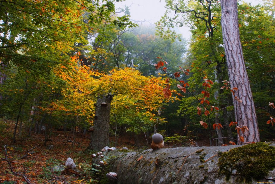 Буково-грабовые леса Крыма