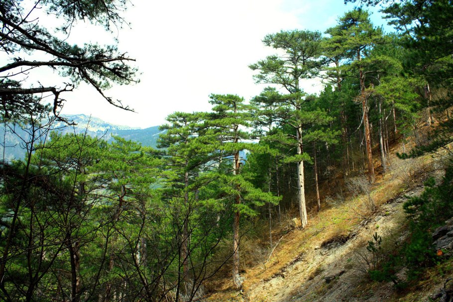 Дубово можжевеловые леса гор Крыма