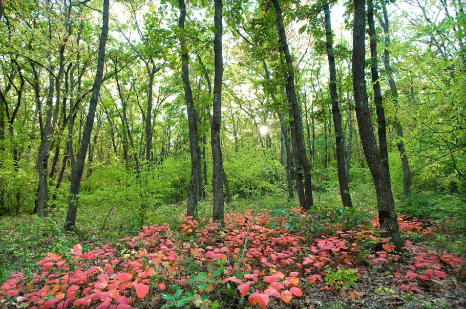 Дубово можжевеловые леса гор Крыма
