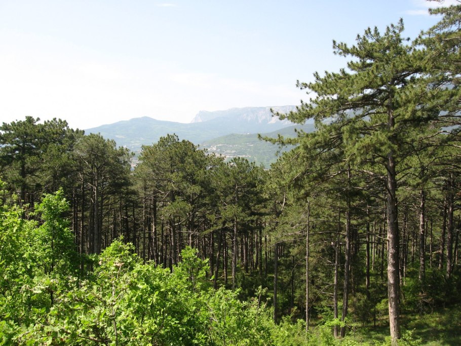 Заповедник Ялтинский Горно-Лесной заповедник