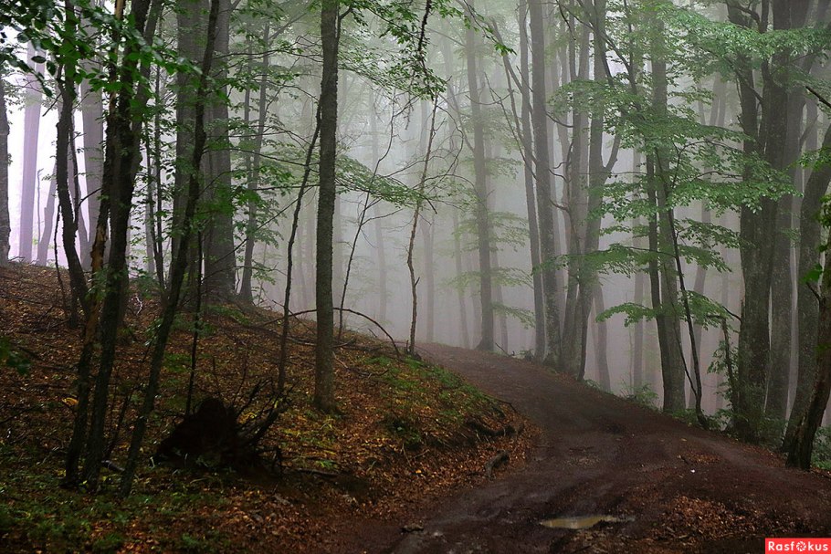 Фото крымских лесов