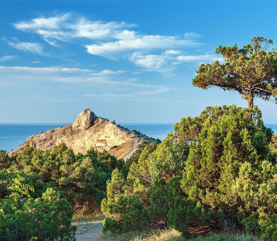 Реликтовая можжевеловая роща новый свет