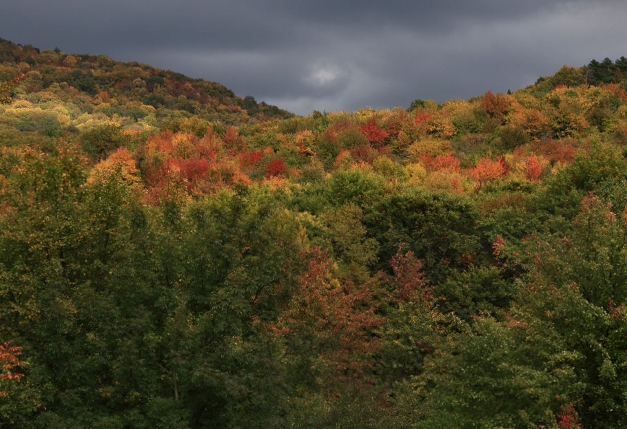 Смешанные и широколиственные леса Краснодарского края