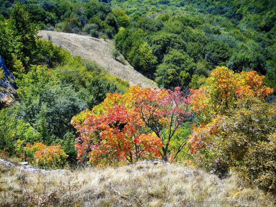 Буковый лес на Демерджи