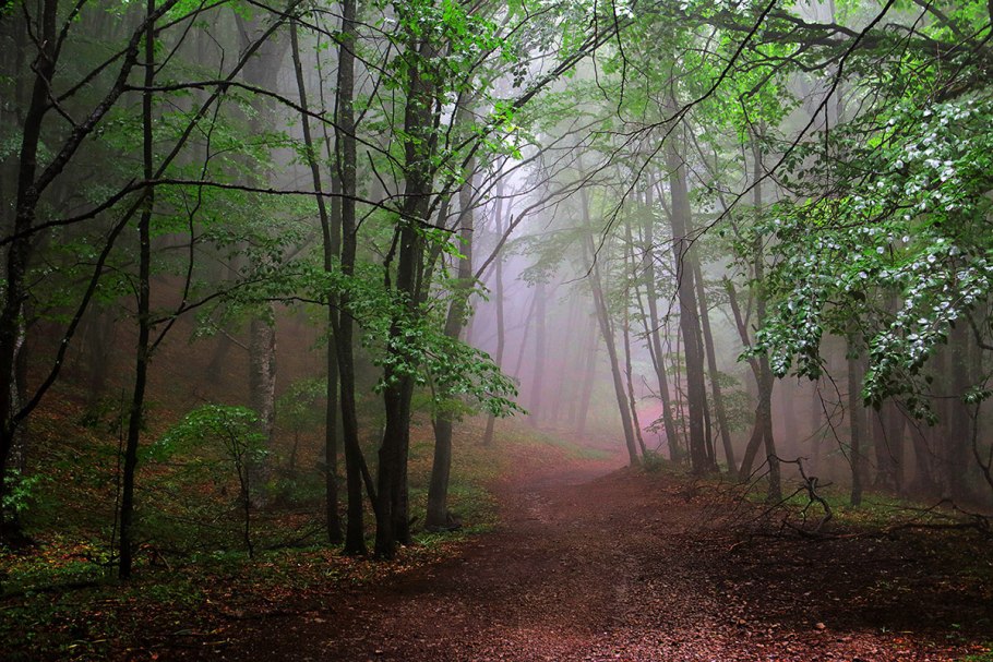 Агармышский лес