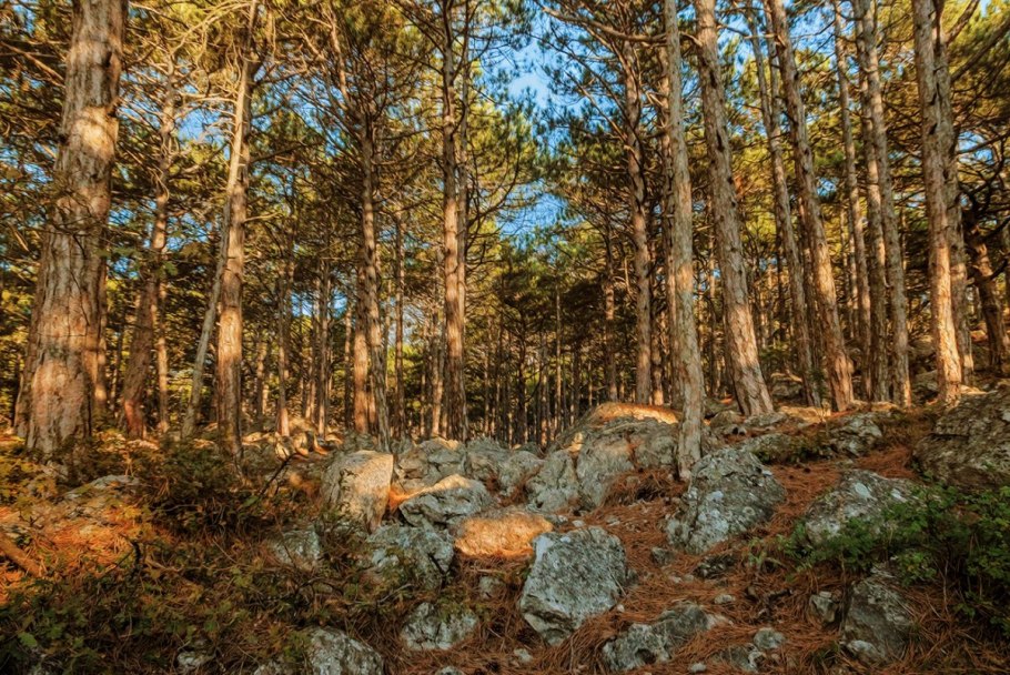 Кеслеровский лес Симферополь