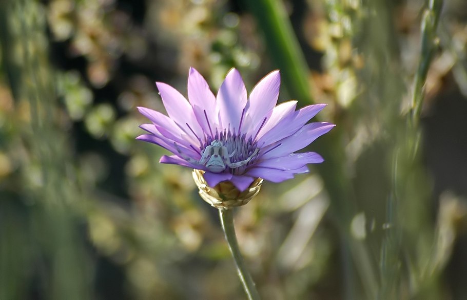 Ксерантемум сухоцветник