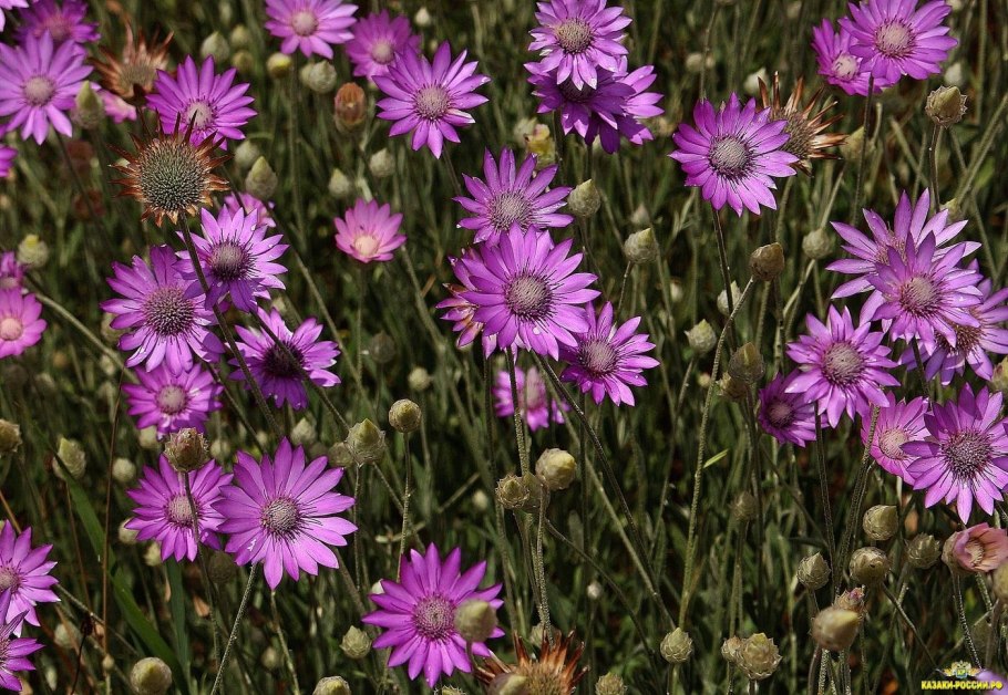 Ксерантемум бессмертник