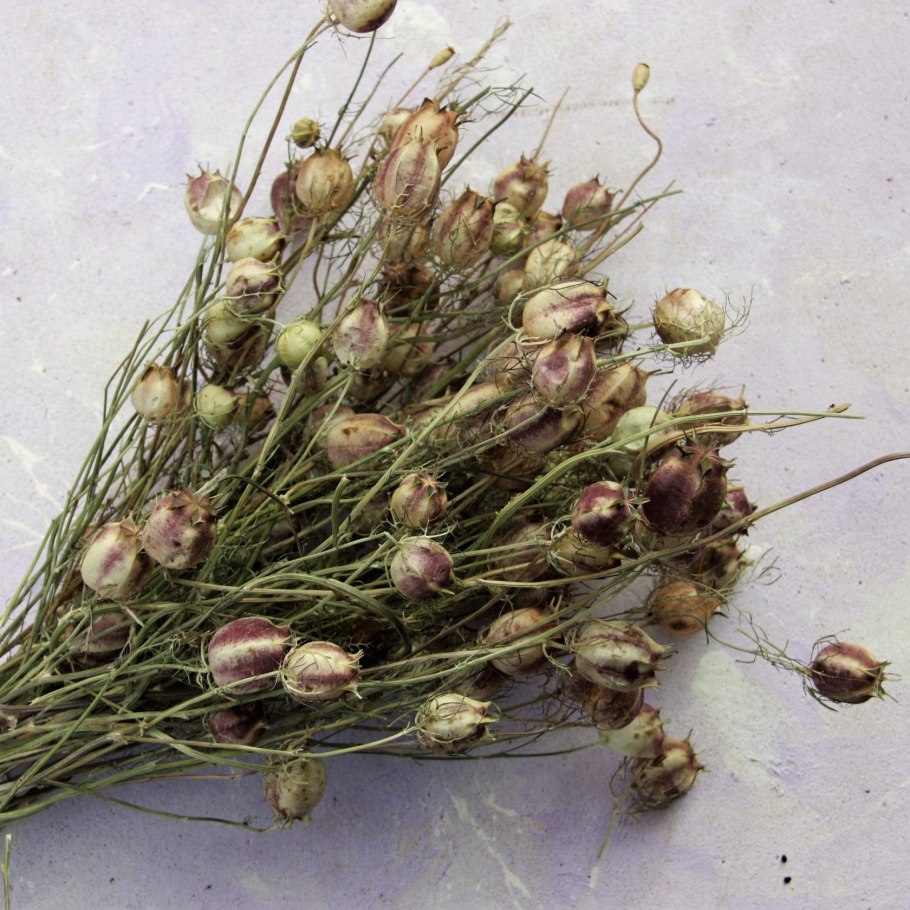 Статица лимониум сухая