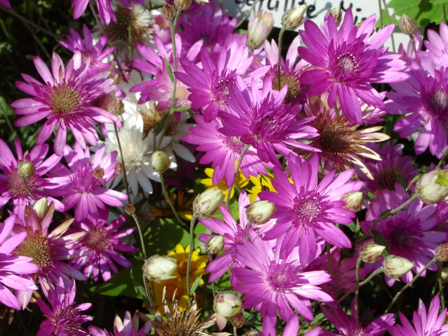 Бессмертник полевой