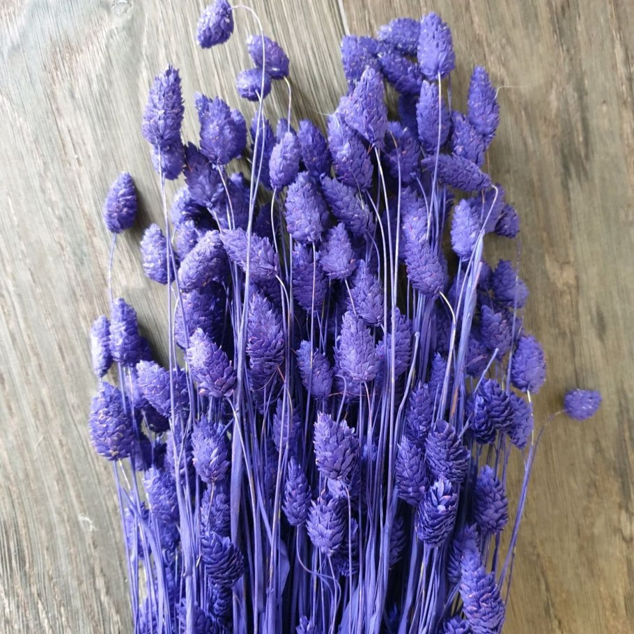 Семена сухоцветов мордовник