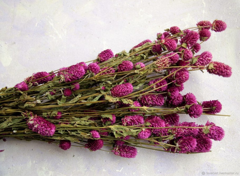 Гомфрена шаровидная (Gomphrena globosa)