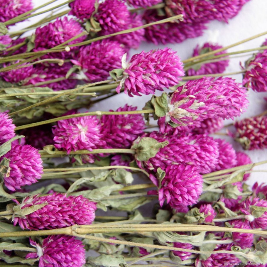 Гелихризум бессмертник сухоцветы