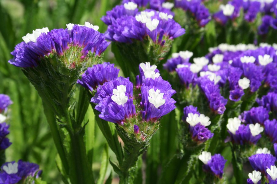 Сивец Луговой сухоцвет?