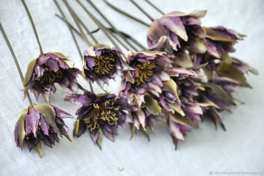 Ксерантемум сухоцветник