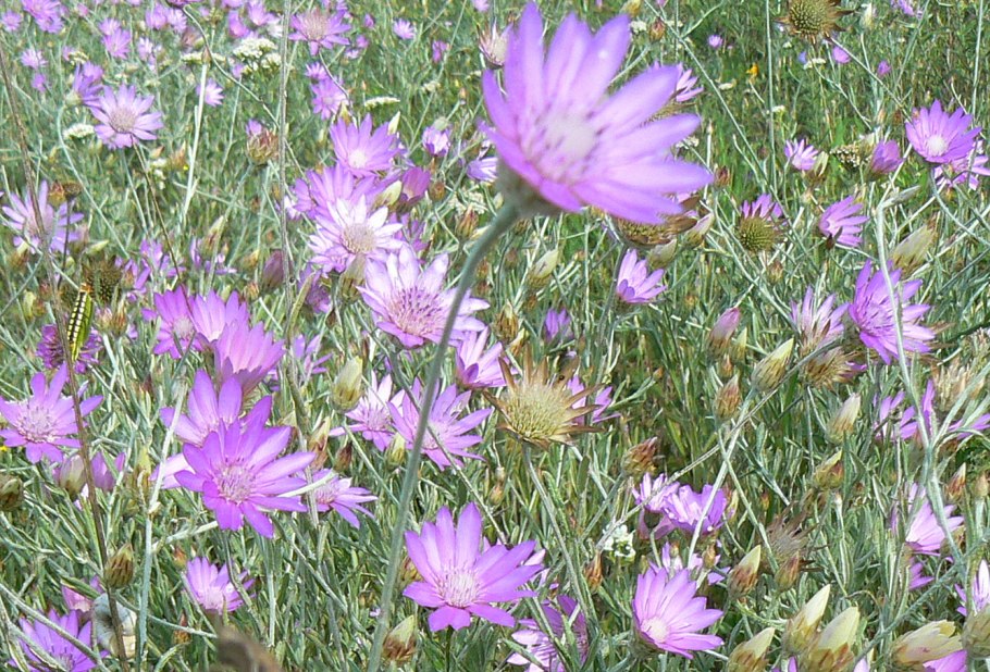 Луговой бессмертник