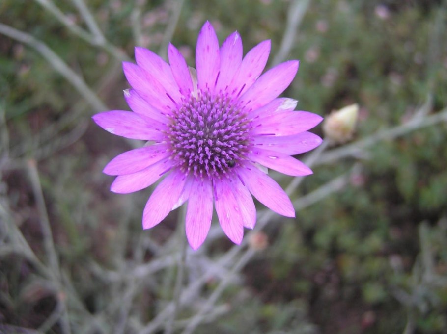 Ксерантемум бессмертник