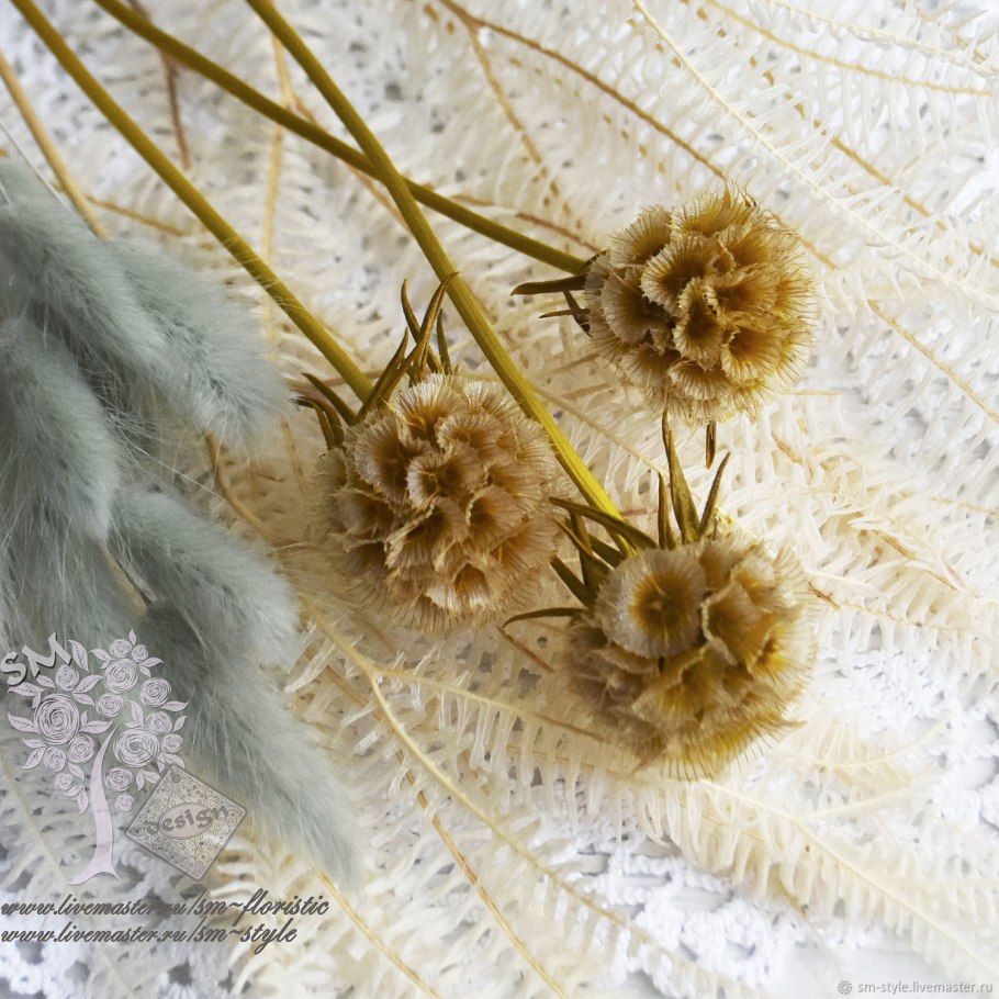 Ксерантемум сухоцветник