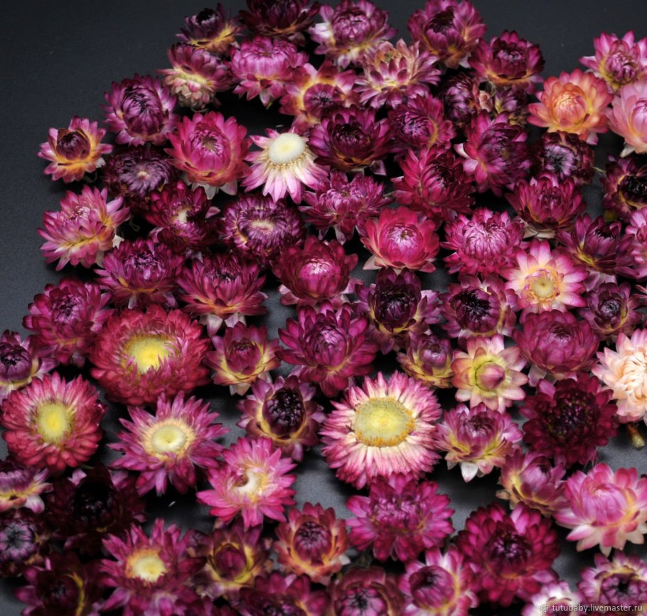 Чернушка нигелла дамасская многолетник