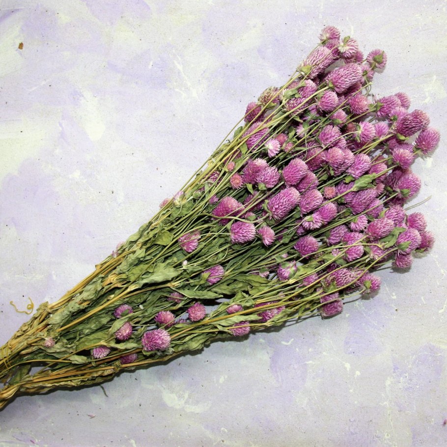 Гомфрена сухоцвет