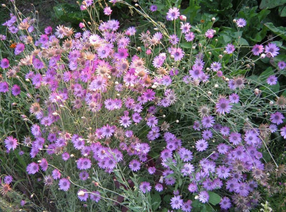 Ксерантемум однолетний