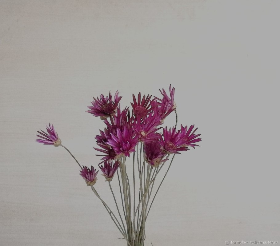 Ксерантемум сухоцветник