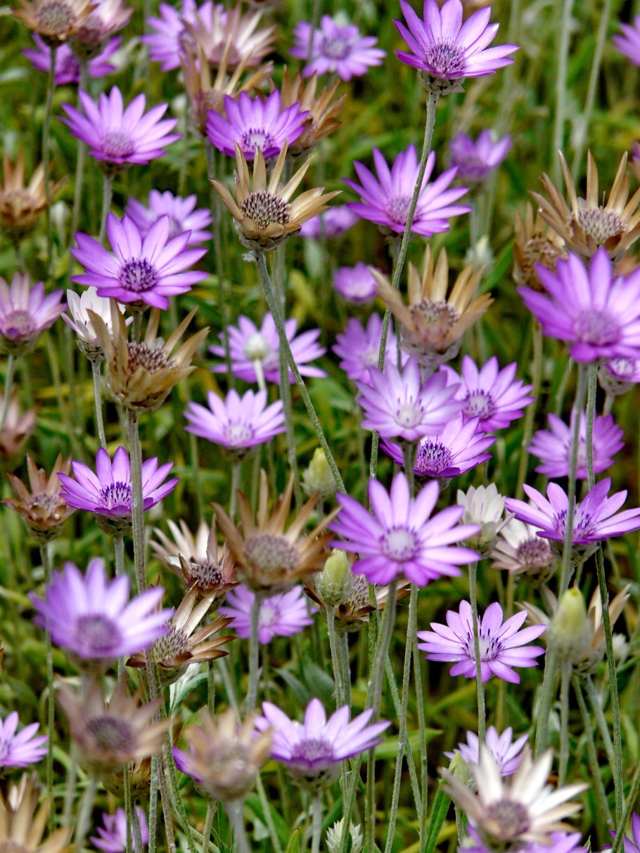 Ксерантемум бессмертник