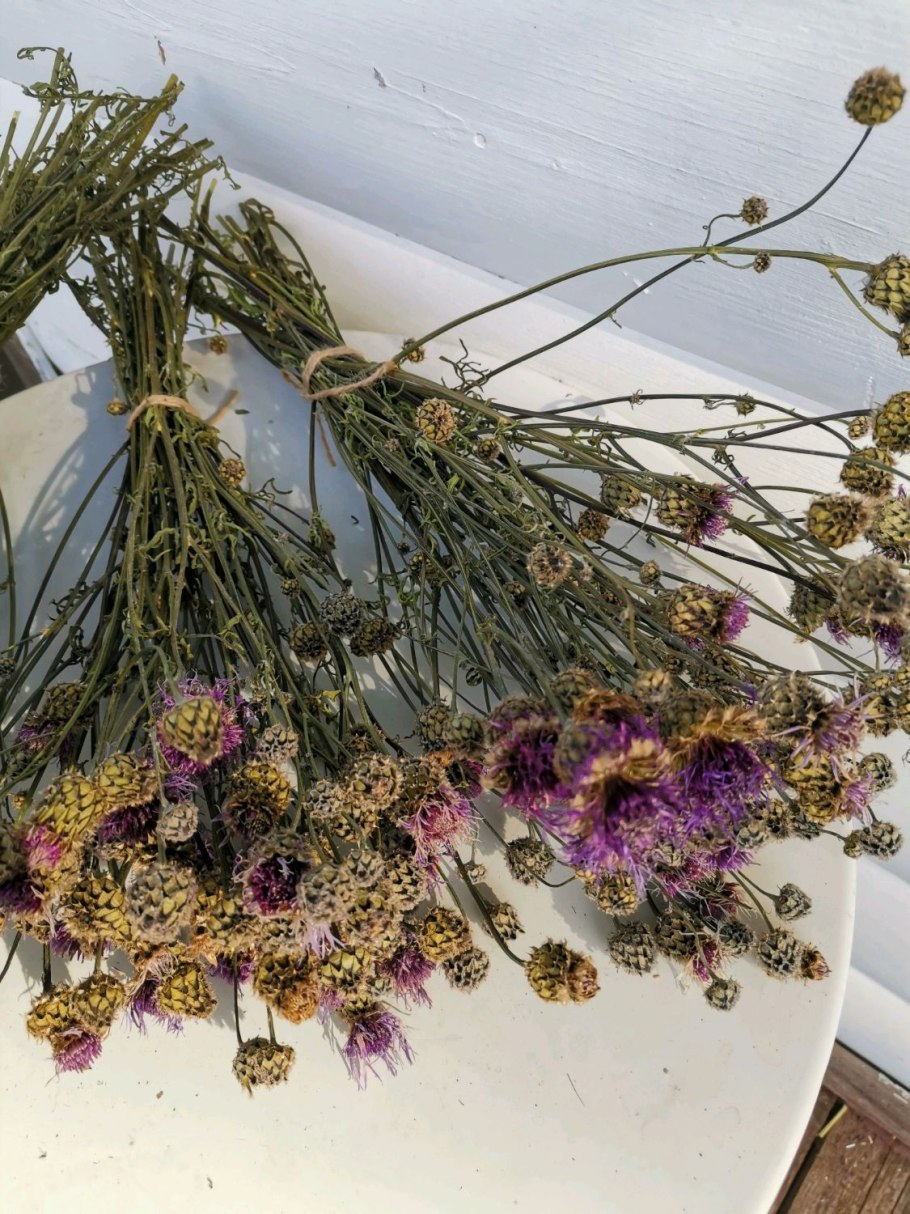 Сивец луговой сухоцвет?