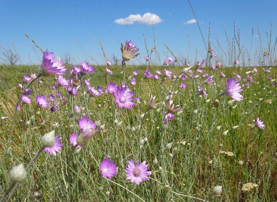 Ксерантемум Степной