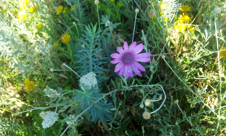 Ксерантемум сухоцветник