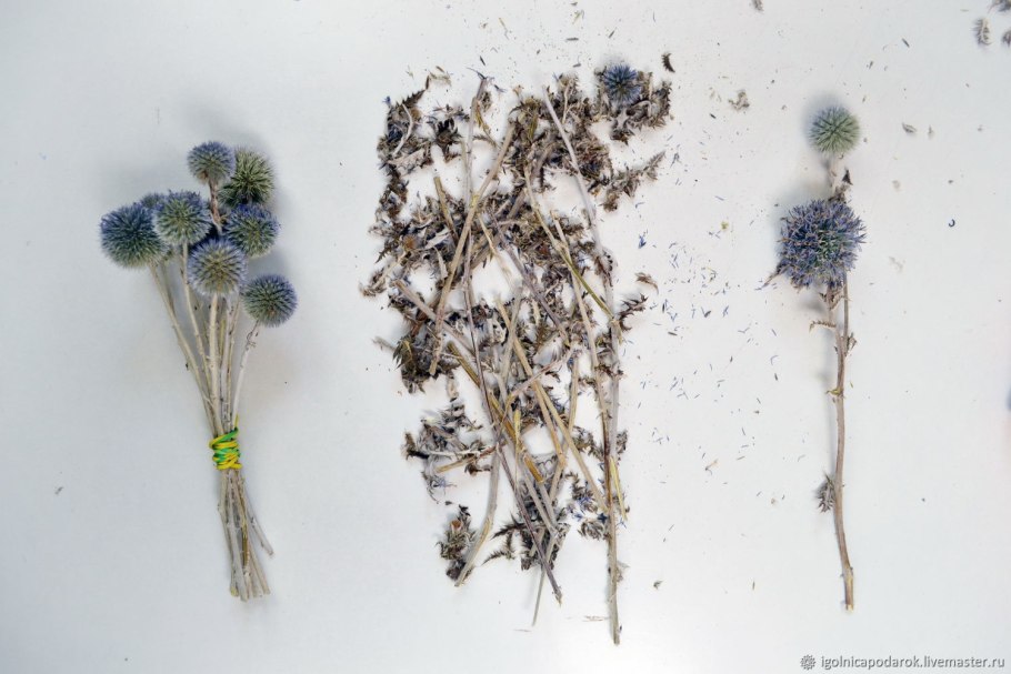 Мордовник сухоцвет