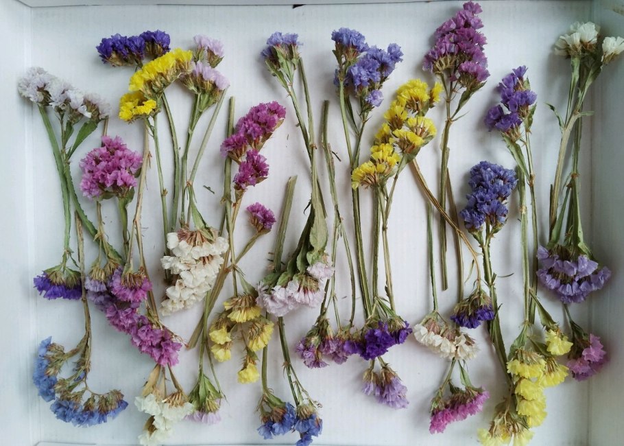 Ксерантемум сухоцветник