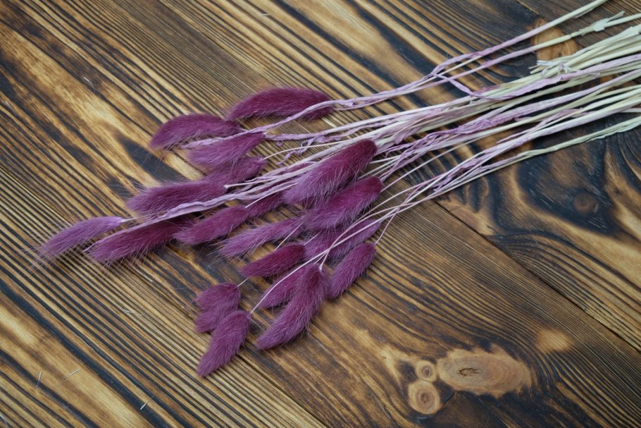 Зайцехвост лагурус