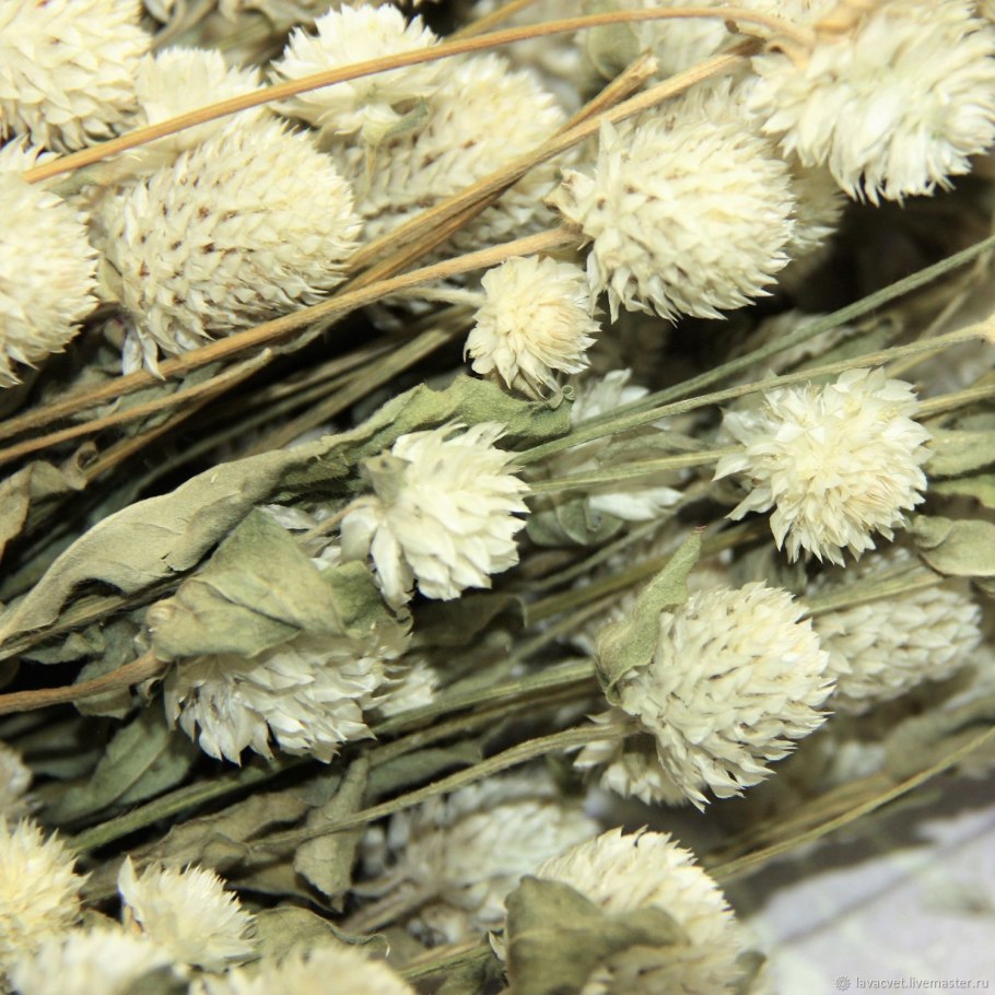 Ксерантемум однолетний