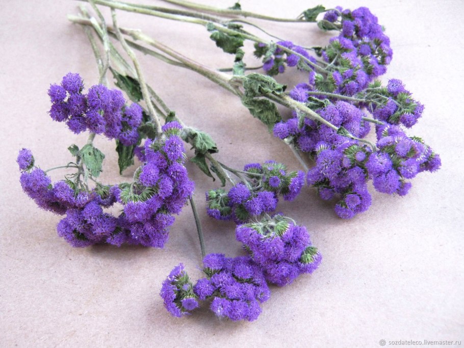 Сухоцвет статица