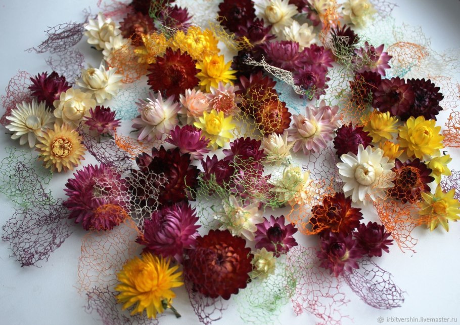 Сухоцвет Xeranthemum