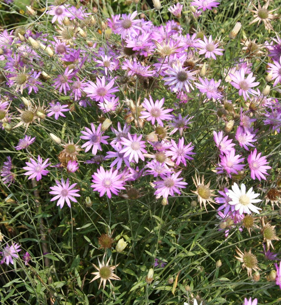 Цветок Ксерантемум