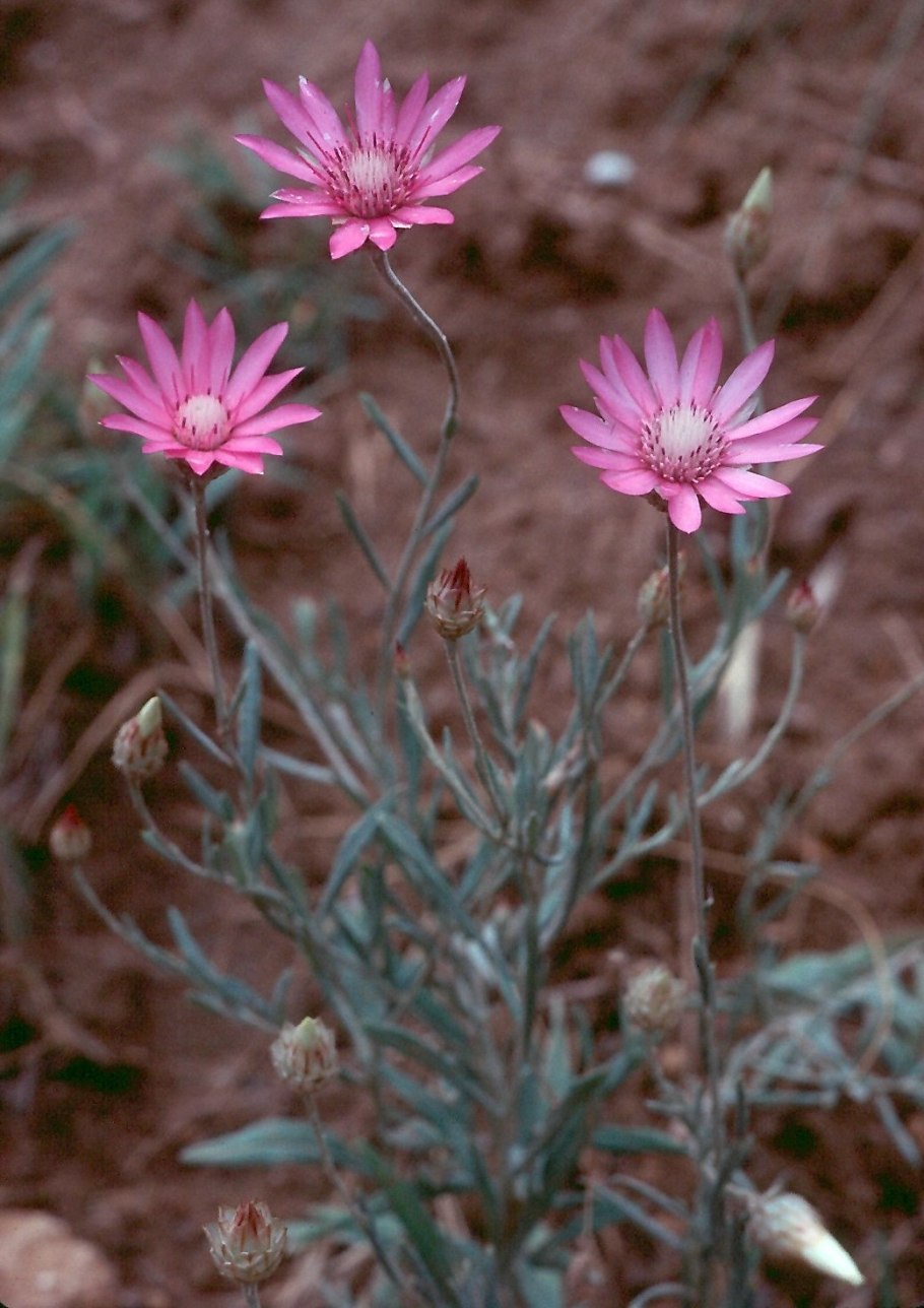 Сухоцветник Ксерантемум однолетний